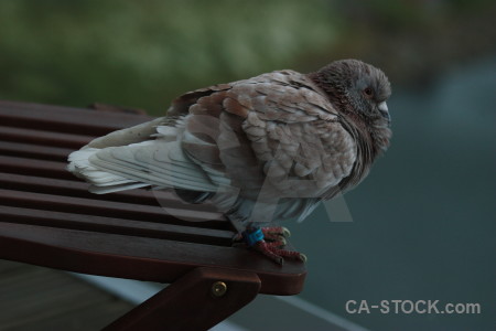 Pigeon green animal dove bird.