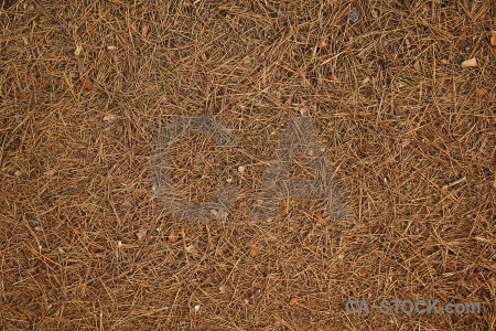 Pine needle europe spain texture javea.