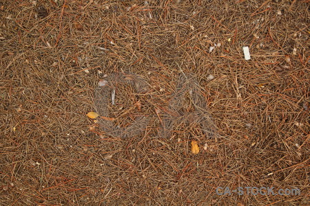 Pine needle texture europe javea spain.