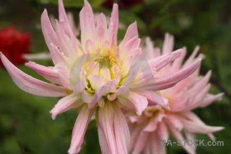 Pink flower green plant.