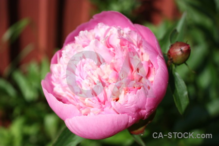 Pink flower plant green red.