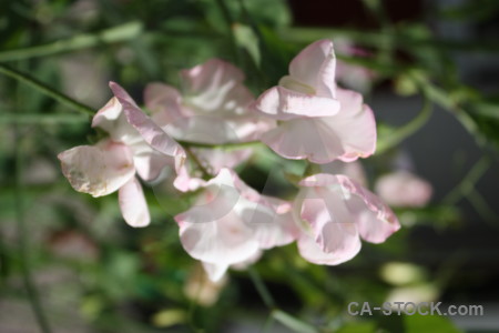 Pink green flower plant.