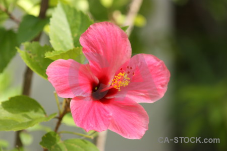 Pink green flower plant red.