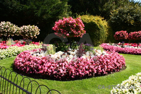 Pink green flower red plant.