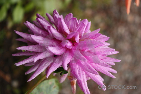 Pink green plant flower purple.