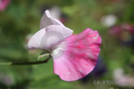 Pink green plant purple flower.