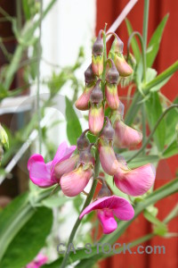 Pink plant red white flower.