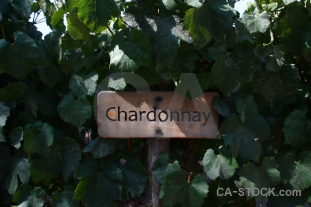 Pirque chardonnay winery south america vine.