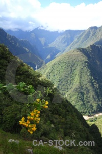 Plant andes inca trail cloud altitude.
