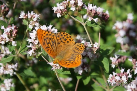 Plant animal insect flower butterfly.