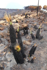 Plant ash europe montgo fire burnt.