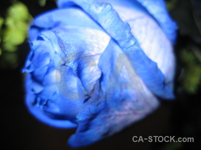 Plant blue rose flower green.