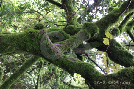 Plant branch moss leaf tree.