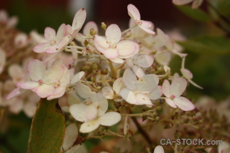 Plant brown flower.