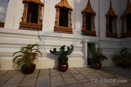 Plant buddhist gold thailand temple.