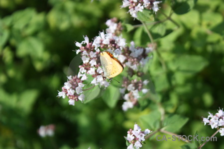 Plant butterfly animal flower insect.