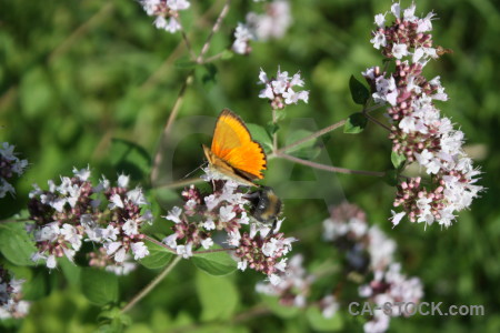 Plant butterfly flower insect animal.