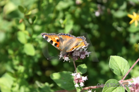 Plant butterfly insect animal flower.