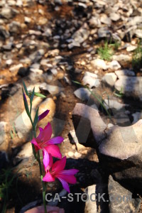 Plant europe brown spain flower.