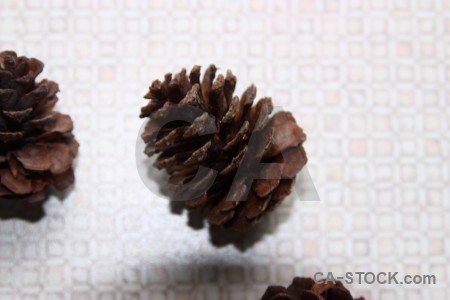 Plant fir cone flower dried.