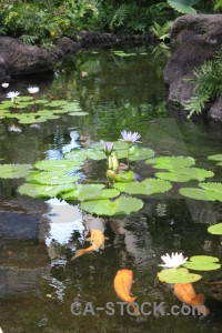 Plant fish green animal lily.