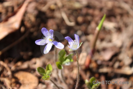 Plant flower.