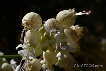 Plant flower black.