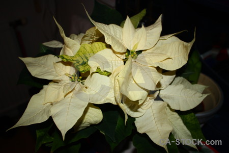 Plant flower black christmas.