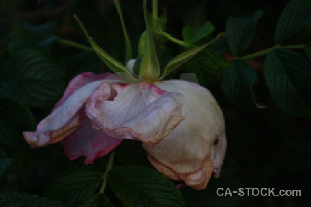 Plant flower black rose.