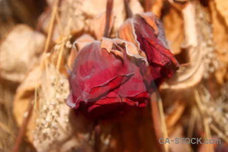 Plant flower dried brown orange.