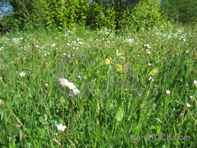 Plant flower field green.