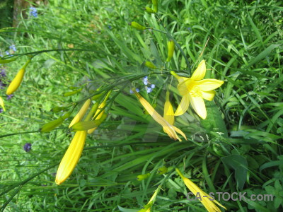 Plant flower green.