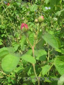 Plant flower green.