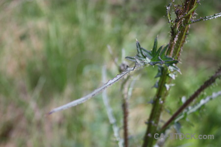 Plant flower green.