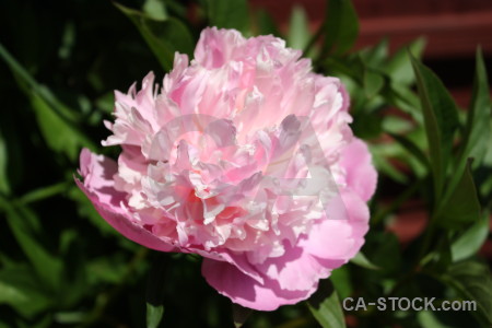 Plant flower pink green peony.