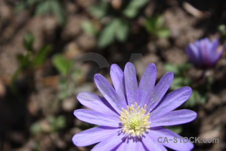 Plant flower purple green.