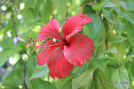 Plant flower red green pink.