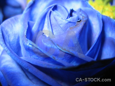 Plant flower rose blue.