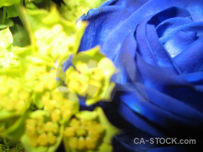 Plant flower rose blue yellow.