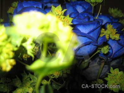 Plant flower rose green blue.