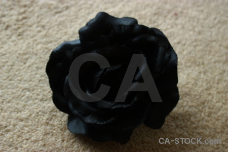 Plant flower rose silk.