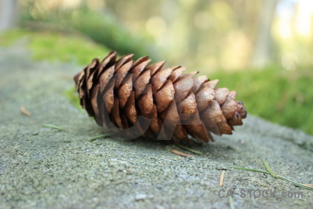 Plant green fir cone.