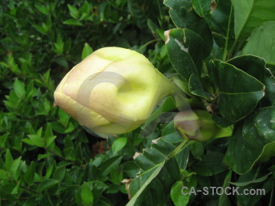 Plant green flower.