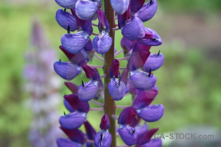 Plant green flower purple.