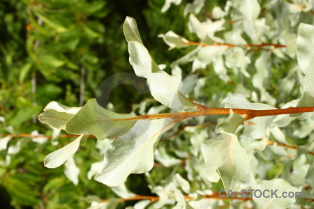 Plant green leaf.