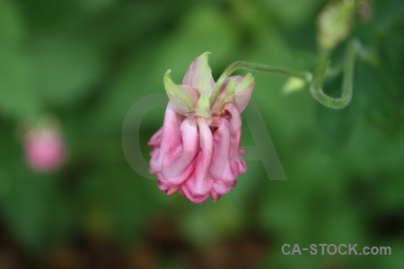 Plant green pink flower.