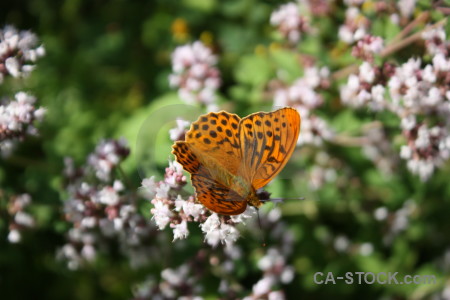 Plant insect animal flower butterfly.