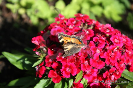 Plant insect butterfly animal flower.