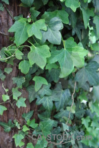 Plant ivy leaf green.