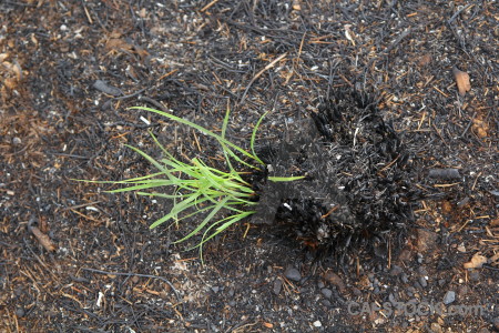 Plant javea europe montgo fire spain.